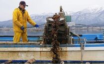 【佐渡加茂湖産】 一年牡蠣のカンカン焼き（殻付き牡蠣約2kg）