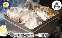 【佐渡加茂湖産】 一年牡蠣のカンカン焼き（殻付き牡蠣約2kg）