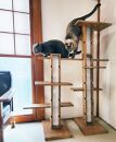 新拡張型キャットタワー&nbsp;necosuru&nbsp;cat&nbsp;branch【ナチュラル】