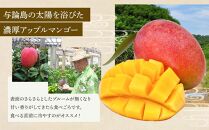 【2026年7月下旬より発送】【先行予約】平均糖度13度以上！アップルマンゴー約2kg（4~5玉）|&nbsp;果物&nbsp;フルーツ&nbsp;マンゴー&nbsp;アップルマンゴー&nbsp;2kg&nbsp;人気&nbsp;おすすめ&nbsp;おすすめフルーツ&nbsp;期間限定&nbsp;鹿児島県&nbsp;与論町