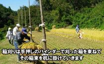 【12月6日より価格改定】米　天日干しひとめぼれ　令和6年産　玄米　7kg　お米マイスターが栽培指導　岩手県奥州市産　7kg　【7日以内発送】