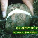 【芋家なか吉】丹波山の芋&nbsp;種芋&nbsp;3kg&nbsp;&nbsp;食用でもOK/令和7年11月収穫［&nbsp;京都&nbsp;芋&nbsp;いも&nbsp;イモ&nbsp;新鮮&nbsp;野菜&nbsp;栽培&nbsp;人気&nbsp;おすすめ&nbsp;お取り寄せ&nbsp;通販&nbsp;ふるさと納税&nbsp;］