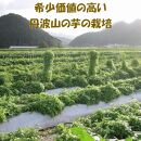【芋家なか吉】丹波山の芋&nbsp;種芋&nbsp;3kg&nbsp;&nbsp;食用でもOK/令和7年11月収穫［&nbsp;京都&nbsp;芋&nbsp;いも&nbsp;イモ&nbsp;新鮮&nbsp;野菜&nbsp;栽培&nbsp;人気&nbsp;おすすめ&nbsp;お取り寄せ&nbsp;通販&nbsp;ふるさと納税&nbsp;］