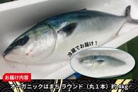 期間限定 オーガニック はまち 1尾 約 4kg くら寿司 オリジナルブランド