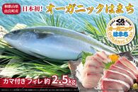 期間限定 オーガニック はまち カマ付き フィレ 約 2.5kg くら寿司 オリジナルブランド