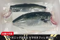 期間限定 オーガニック はまち カマ付き フィレ 約 2.5kg くら寿司 オリジナルブランド