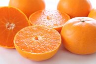 高級希少柑橘　芳醇で濃厚な甘さ。 和歌山有田の濃厚せとか