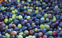 ジェイさんのオリーブオイル《ミッション種＆ルッカ種》コンパニョーニファームズ&nbsp;エキストラバージンオイル&nbsp;&nbsp;食べ比べセット&nbsp;2025年収穫&nbsp;100％小豆島産&nbsp;手摘み