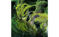 【銀座花粂】清水寺の苔&nbsp;春&nbsp;(3月20日頃到着&nbsp;寄付日：2月3日から3月1日の方)