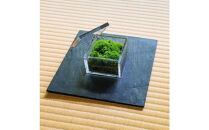 【銀座花粂】清水寺の苔&nbsp;春&nbsp;(3月20日頃到着&nbsp;寄付日：2月3日から3月1日の方)