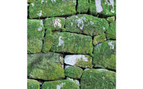 【銀座花粂】青蓮院の苔&nbsp;春&nbsp;(3月20日頃到着&nbsp;寄付日：2月3日から3月1日の方)