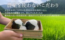 【先行予約】【9月下旬より発送開始】【令和6年産 新米】コシヒカリ 精米 10kg 特別栽培米 5kg×2袋 化学肥料不使用  ＜温度と湿度を常時管理し新鮮米を出荷！＞