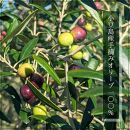 小豆島産100％エキストラバージン（EXV）オリーブオイル100ml3本入