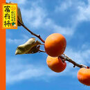 ＜先行受付＞富有柿　約3.7kg【2025年11月上旬以降順次発送】