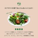 【アイボリー】ベジマジそだてる&nbsp;スプラウト栽培容器&nbsp;種付き&nbsp;水耕栽培&nbsp;おしゃれ&nbsp;家庭菜園