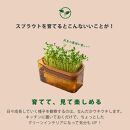 【アイボリー】ベジマジそだてる&nbsp;スプラウト栽培容器&nbsp;種付き&nbsp;水耕栽培&nbsp;おしゃれ&nbsp;家庭菜園