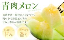 【ニセコ町産】青肉メロン２玉  化粧箱入り 2024年発送