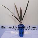 ビスマルキアノビリスシルバー　Bismarckia nobilis Silver_栃木県大田原市生産品_Bear‘s palm