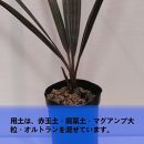 ビスマルキアノビリスシルバー　Bismarckia nobilis Silver_栃木県大田原市生産品_Bear‘s palm