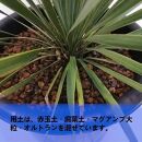 ユッカ・ロストラータ　Yucca rostrata_栃木県大田原市生産品_Bear‘s palm
