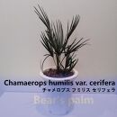 チャメロプス フミリス セリフェラ　Chamaerops humilis var. cerifera_栃木県大田原市生産品_Bear‘s palm