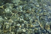 【令和7年産】【定期便】「貝瀬農園米」農薬5割減栽培　南魚沼塩沢産コシヒカリ　精米10kg(5kg×2個)×全6回