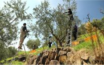 【井上誠耕園】～2025年初搾り～&nbsp;小豆島産手摘み緑果オリーブオイル&nbsp;(135g×5本)