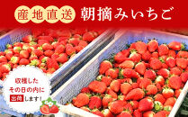 いちご&nbsp;とちおとめ&nbsp;1kg&nbsp;(&nbsp;250g&nbsp;×&nbsp;4パック&nbsp;)&nbsp;苺&nbsp;イチゴ&nbsp;果物&nbsp;くだもの&nbsp;フルーツ&nbsp;先行予約&nbsp;ご当地&nbsp;お取り寄せ&nbsp;産地直送&nbsp;朝摘み&nbsp;人気&nbsp;おすすめ&nbsp;宮城