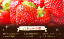 いちご&nbsp;とちおとめ&nbsp;1kg&nbsp;(&nbsp;250g&nbsp;×&nbsp;4パック&nbsp;)&nbsp;苺&nbsp;イチゴ&nbsp;果物&nbsp;くだもの&nbsp;フルーツ&nbsp;先行予約&nbsp;ご当地&nbsp;お取り寄せ&nbsp;産地直送&nbsp;朝摘み&nbsp;人気&nbsp;おすすめ&nbsp;宮城