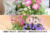 【定期便全3回】季節のお花 寄せ植え 3回コース
