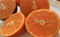 奄美大島産&nbsp;たんかん&nbsp;家庭用&nbsp;5kg（約30～40個）＜完全農薬不使用栽培＞