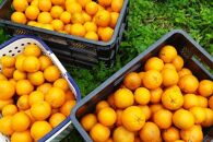 奄美大島産&nbsp;たんかん&nbsp;家庭用&nbsp;5kg（約30～40個）＜完全農薬不使用栽培＞