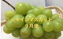 ＜定期便＞坂出の美味しい果物定期便　季節の果物を年間４回に分けてお届け！