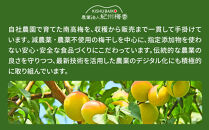 国産はちみつ梅 無添加 梅干し 訳あり つぶれ梅 低塩6% 1kg(500g×2パック) 化学調味料 無添加食品 A-145［KU1］