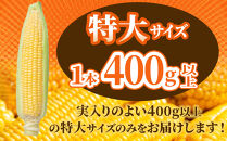 【2026年先行予約】とうもろこしコラボセット!　ピュアホワイト5本×ゴールドラッシュ5本（2026年8月下旬から発送開始予定）【&nbsp;白いとうもろこし&nbsp;人気&nbsp;北海道産&nbsp;糖度&nbsp;生&nbsp;野菜&nbsp;スイートコーン&nbsp;産地直送&nbsp;バーベキュー&nbsp;BBQ&nbsp;コーン&nbsp;旬&nbsp;お取り寄せ&nbsp;旭川市&nbsp;北海道&nbsp;】_03648