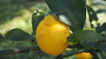 小豆島産有機レモン果実　1ｋｇ（約10個）・有機JAS認証・国産オーガニックレモン・無農薬