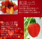 GS02  倉敷 綺麗ないちごの贈り物・リボン化粧箱 紅ほっぺ＆かおり野「500g」