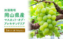 GV07　【加温栽培】岡山県産マスカット・オブ・アレキサンドリア1房入り（1房750ｇ以上）＜2024年発送＞