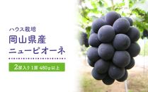 GV19　【ハウス栽培】岡山県産ニューピオーネ2房入り（1房480ｇ以上）＜2024年発送＞