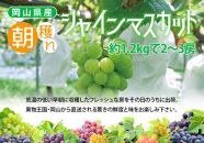 HN03　岡山県産シャインマスカット約1.2kg（2～3房）