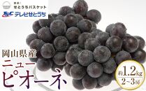 GK16【2024年発送】岡山県産ニューピオーネ（ご家庭用）約1.2kg（2~3房）【ニューピオーネ 果物 フルーツ 国産 人気 おすすめ 岡山県 倉敷市】