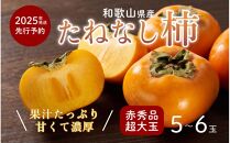 柿 種無し 赤秀品 超大玉 約1.8kg 5～6個 【先行予約】【2025年9月下旬から10月下旬頃発送】【KG4】