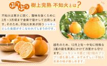 【限定】 不知火 樹上完熟 約2kg （5～6個入）【2025年2月中旬頃から発送】【KG6】