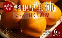 柿(種無し) 6個入 (約2kg)  秀品大玉【2025年9月下旬頃より発送】【KT1】