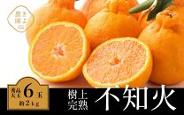 不知火 希少な樹上完熟！ 秀品大玉 6個入 (約2kg)　【先行予約 2025年2月下旬頃から発送】【KT2】