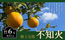 不知火&nbsp;希少な樹上完熟！&nbsp;秀品大玉&nbsp;6個入&nbsp;(約2kg)　［2027年2月末頃から3月末頃まで発送］［KT2］