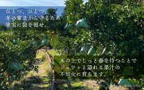不知火&nbsp;希少な樹上完熟！&nbsp;秀品大玉&nbsp;6個入&nbsp;(約2kg)　［2027年2月末頃から3月末頃まで発送］［KT2］