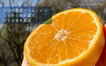 不知火&nbsp;希少な樹上完熟！&nbsp;秀品大玉&nbsp;6個入&nbsp;(約2kg)　［2027年2月末頃から3月末頃まで発送］［KT2］