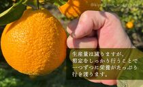 不知火&nbsp;希少な樹上完熟！&nbsp;秀品大玉&nbsp;6個入&nbsp;(約2kg)　［2027年2月末頃から3月末頃まで発送］［KT2］