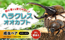 【先行予約】ヘラクレスオオカブト&nbsp;ペア&nbsp;少し訳あり（オス120mm～140mm前後・メスフリー）※配送不可地域あり&nbsp;※期間限定&nbsp;※数量限定【2026年3月より順次発送】